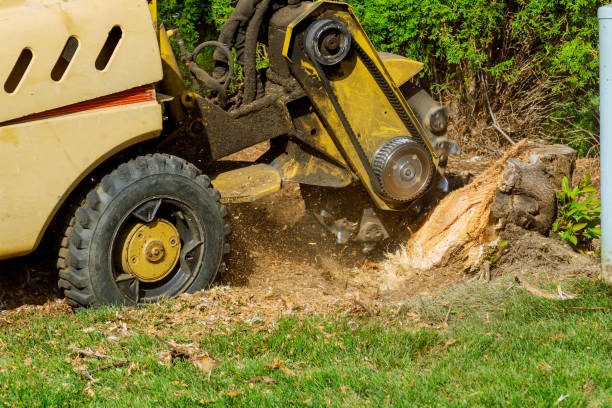 Best Arborist Consultation Services  in Colleyville, TX